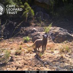 Small grey mongoose